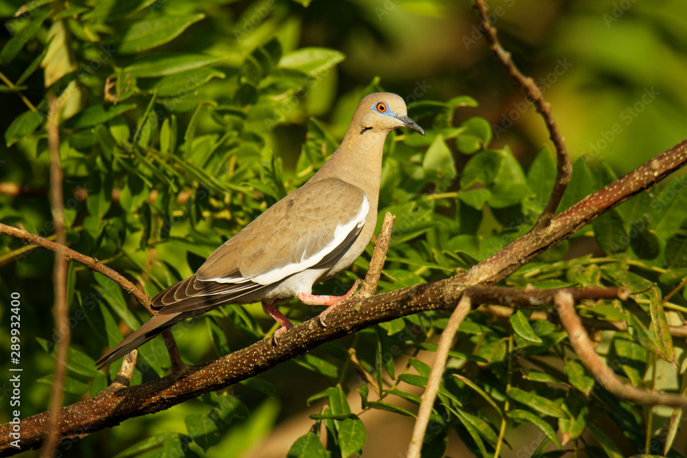 White-winged Dove - Zenaida asiatica native range extends from United States through Mexico, Central America, Caribbean, expanded throughout Texas, into Oklahoma, Louisiana and Mississippi White-winged Dove - Zenaida asiatica native range extends from United States through Mexico, Central America, Caribbean, expanded throughout Texas, into Oklahoma, Louisiana and Mississippi