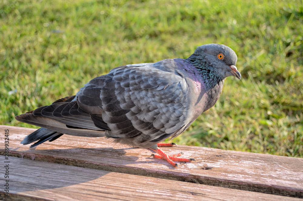 Obraz premium Gray urban pigeon on the wooden bench in the park on a background of green grass.