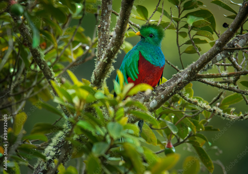Quetzal - Pharomachrus mocinno male - bird in the trogon family. It is found from Chiapas, Mexico to western Panama. It is well known for its colorful plumage, eating wild avocado
