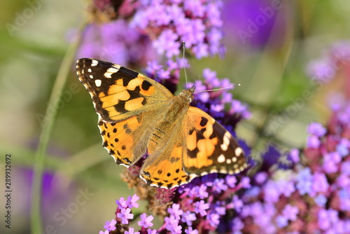 Painted Lady butterfly, U.K. Macro image of an insect.