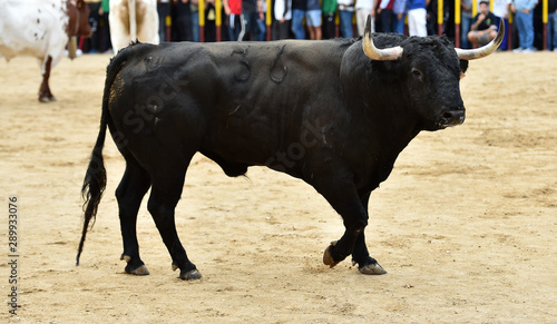 toro español en plaza de toros en un tradicional espectaculo