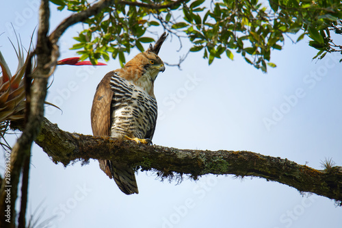 Ornate hawk-eagle - Spizaetus ornatus a bird of prey from the tropical Americas. Like all eagles, it is in the family Accipitridae photo