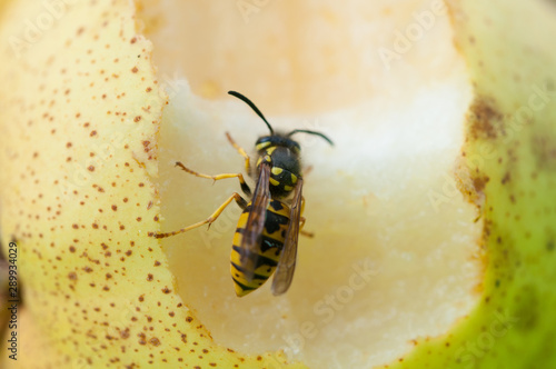 Wasp sucks the juice out of the fruit.Wasp on pear © finchmaystor
