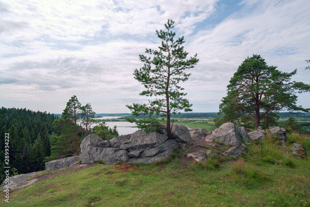 Pine trees among the stones on a rocky cliff . River Hellenici , Karelia.