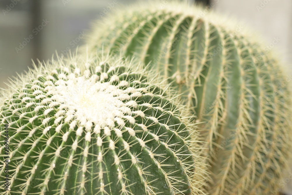 close up of a cactus close up of a cactus