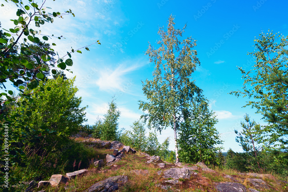 Birch on a mountain path . Summer landscape, Karelia. Birch on a mountain path . Summer landscape, Karelia.