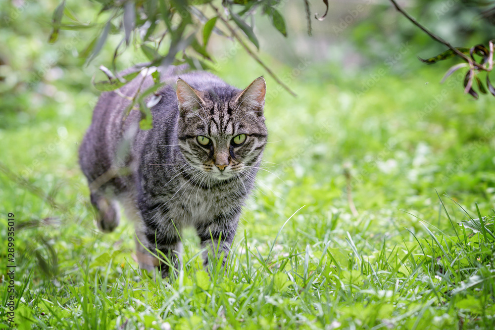 tabby cat on the hunt is roaming through the grass in the garden, green background with copy space, selected focus tabby cat on the hunt is roaming through the grass in the garden, green background with copy space, selected focus