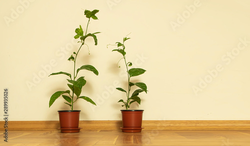 Two young plants of passion fruit inside. Ornamental plants