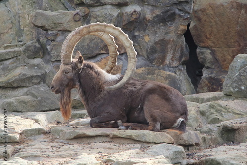Bilde på lerret Siberian ibex (Capra sibirica)