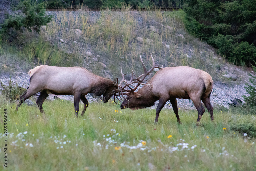 Elk Elk