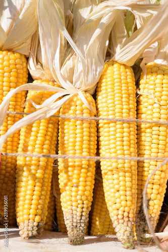 organic corncobs freshly harvested on the farmer’s market