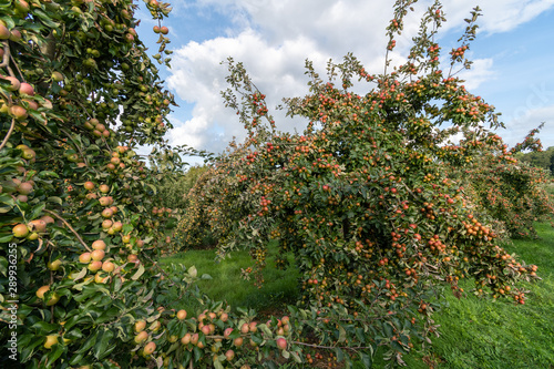 Tremlett bitter cider apples  photo