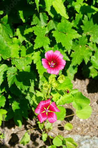 Pink mallow flowers of Malope Trifida photo