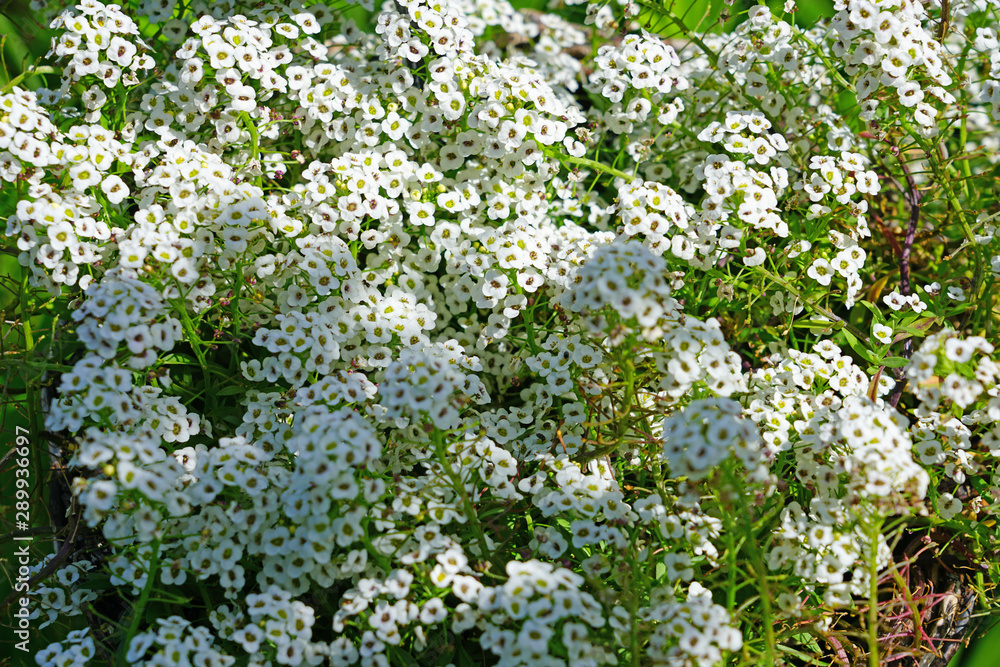 Tiny white flowers of Alyssum Maritimum Tiny white flowers of Alyssum Maritimum