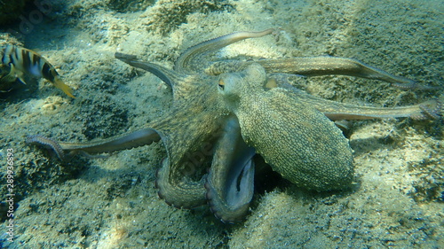 Schilderij op canvas Common octopus (Octopus vulgaris) hunting, Aegean Sea, Greece, Halkidiki