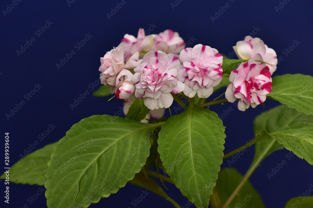 Impatiens with pink variegated flowers on a blue background Impatiens with pink variegated flowers on a blue background