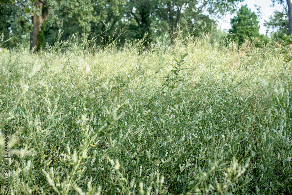 tall field grass tall field grass