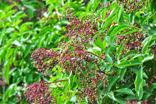 Elderberry on branch