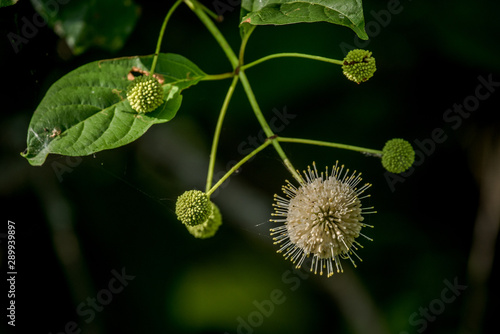 button bush 