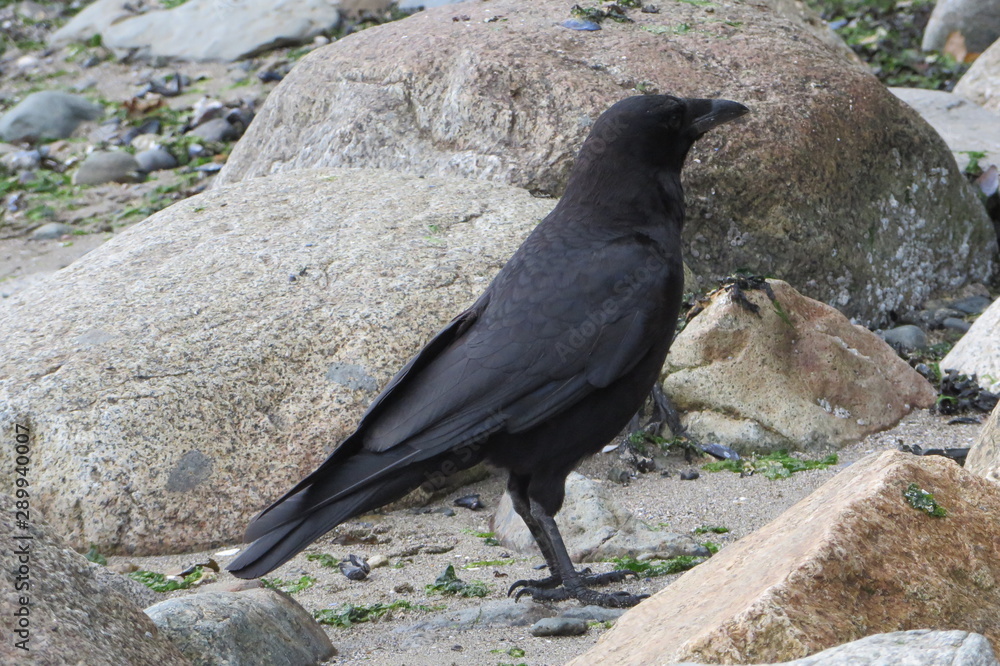 Obraz premium Crow