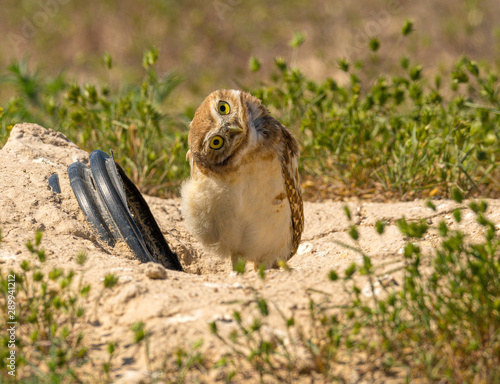 Obraz na płótnie A fledgling Burrowing Owl emerges from it's artificial burrow and performs a series of poses and stretches to start the day