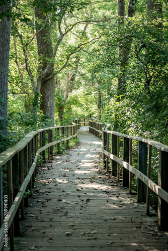 wood walkway nature path