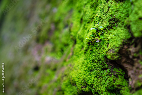 the green grass and moss on rock wall
