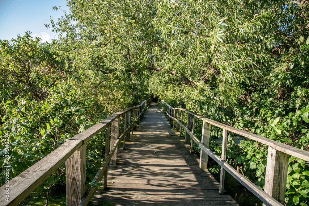 wood walkway nature path