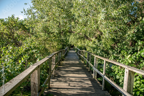 wood walkway nature path © Landon