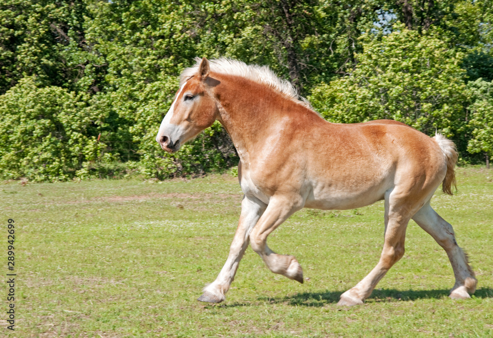 Belgian draft horse cantering in spring pasture Belgian draft horse cantering in spring pasture