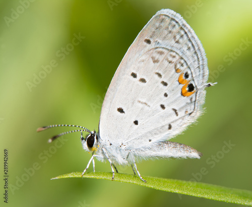 Tiny Eastern Tailed Blue butterfly resting on a blade of grass against summer green background © pimmimemom