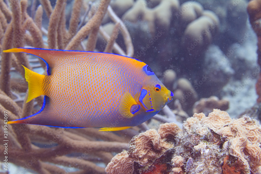 Naklejka premium Queen Angelfish