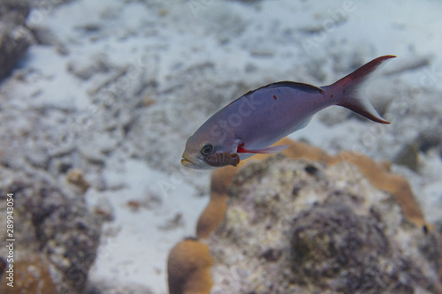 Creolefish with Parasite photo