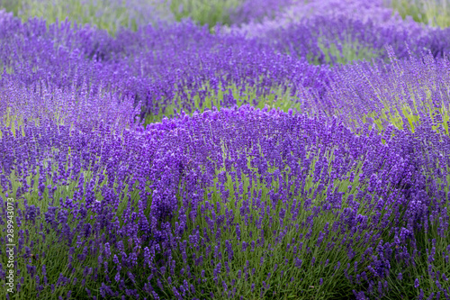 Blooming lavender fields in Pacific Northwest USA