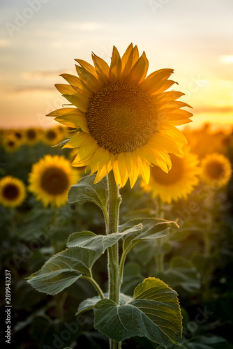 Sunflower Fields at Sunset Colorado
