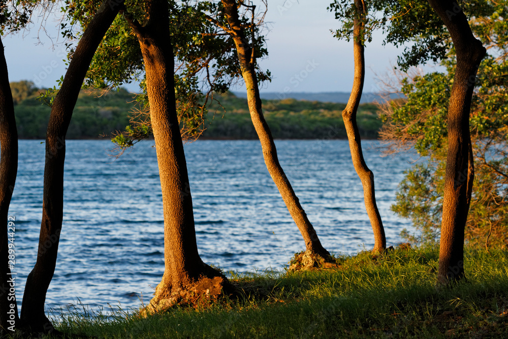 Obraz Dęby na wybrzeżu Parku Narodowego Brijuni