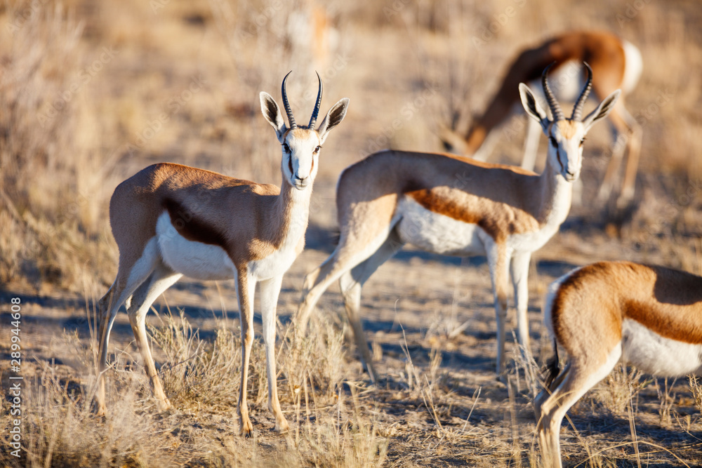Springbok herd in Africa Springbok herd in Africa