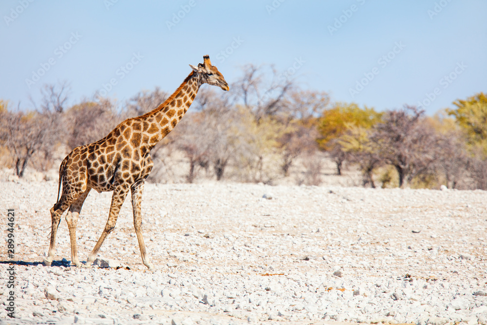 Obraz premium Giraffe in safari park