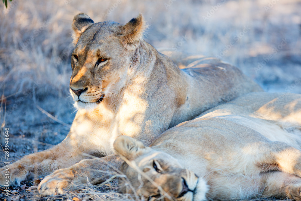 Fototapeta premium Female lions in Africa
