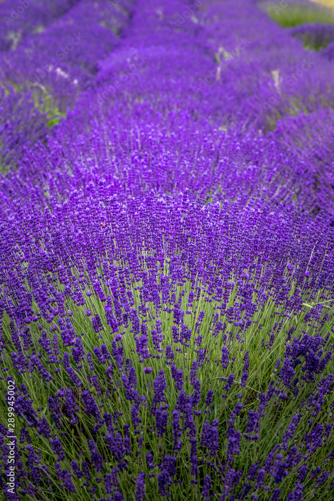 Naklejka premium Blooming lavender fields in Pacific Northwest USA