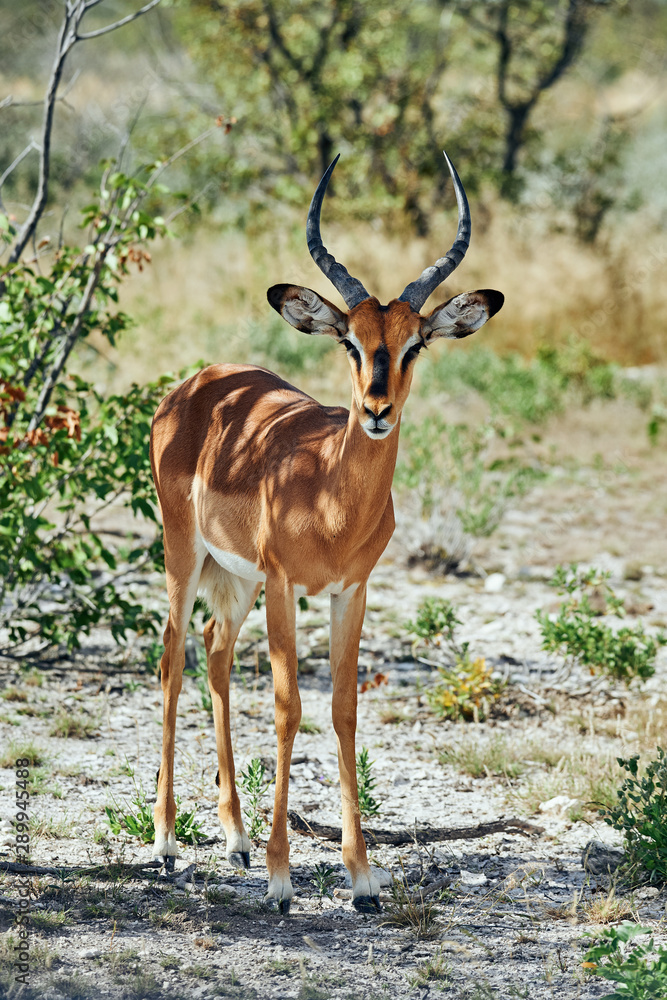 Blackfaced impala (Aepyceros melampus petersi) Blackfaced impala (Aepyceros melampus petersi)