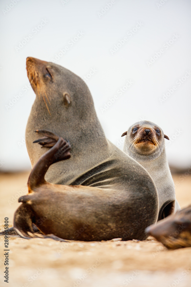 Fototapeta premium Seal colony in Namibia