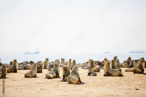 Seal colony in Namibia photo
