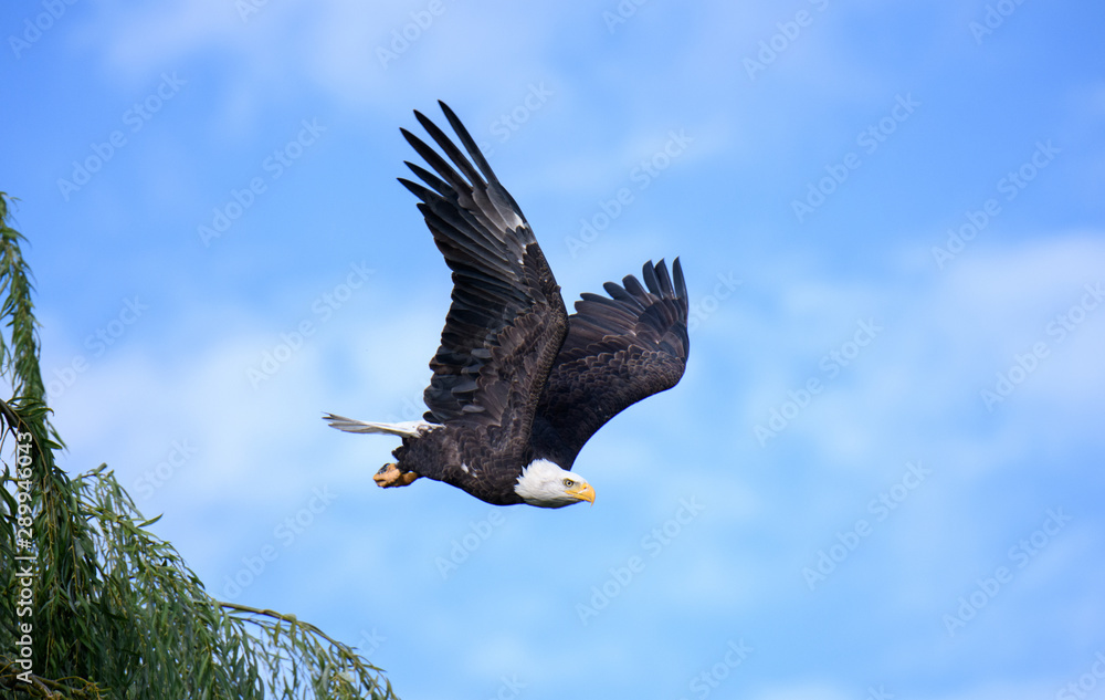 Obraz premium Bald eagle after taking off from his perch