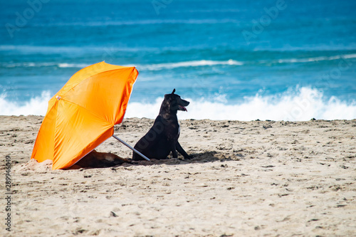 abajo de una sombrilla perros descansando en la playa