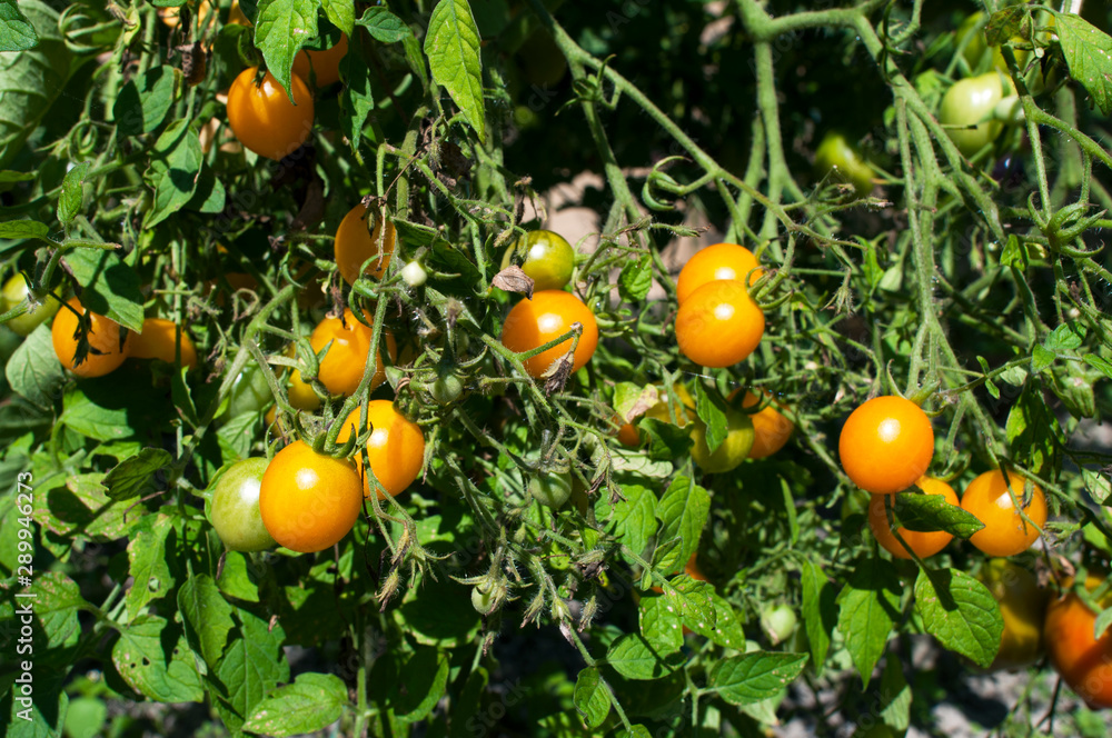 yellow delicious tomatoes on a private plot yellow delicious tomatoes on a private plot