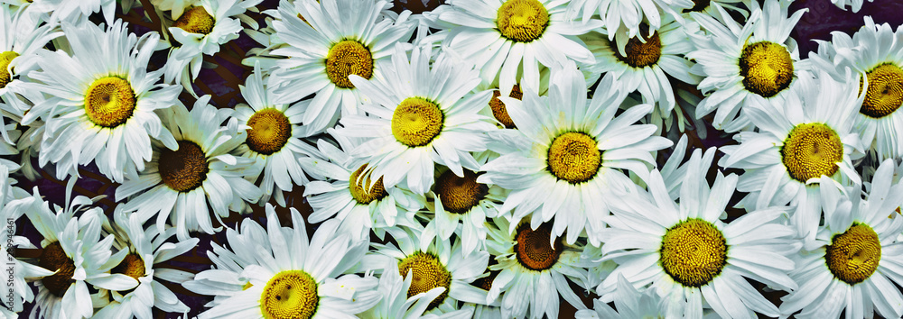 daisy Camomille flowers daisy Camomille flowers