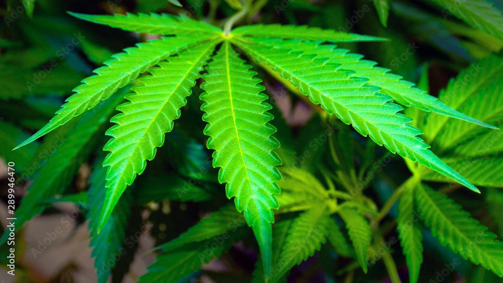 sheet of cannabis marijuana plant abstract green sheet of cannabis marijuana plant abstract green