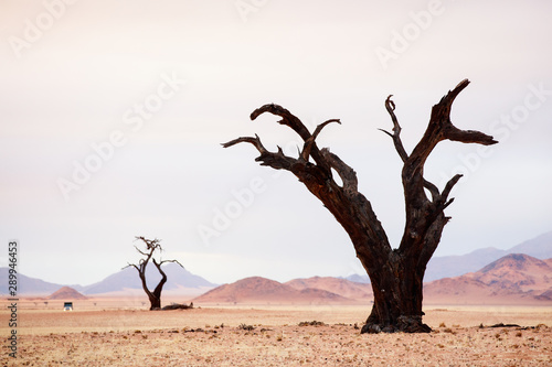 Dried out acacia tree in Namib desert