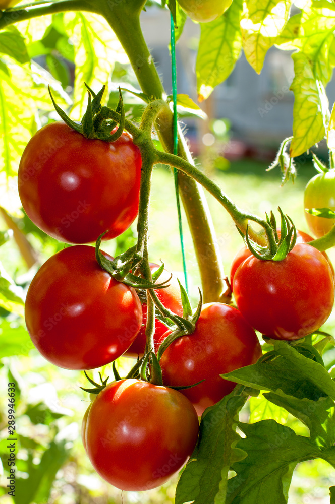 delicious and red tomatoes natural delicious and red tomatoes natural